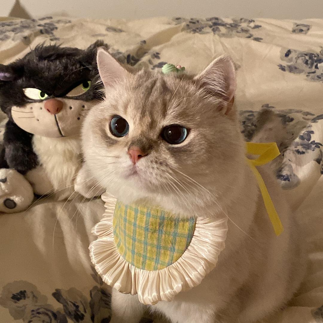 Yuki是只猫
