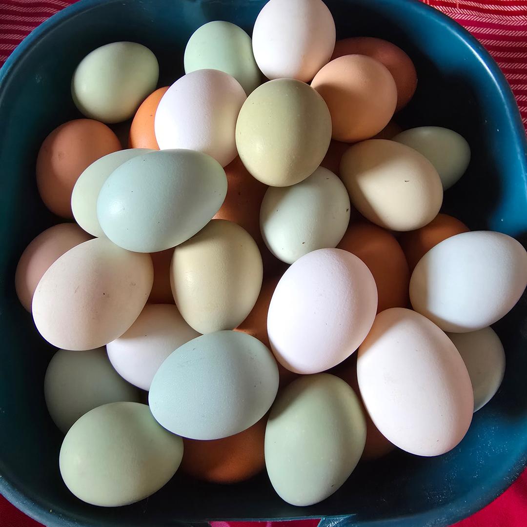 翼城自家散养土鸡蛋🥚