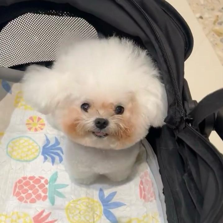 可露丽大王（三分糖版）