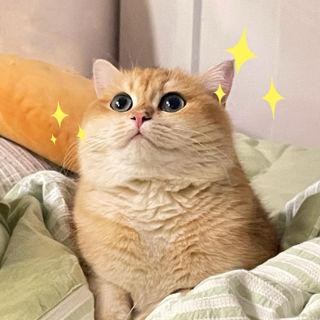 黄阿黄