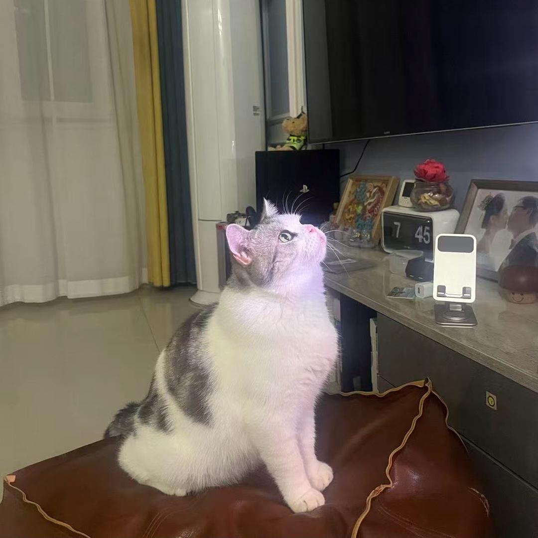 🍰•ᴗ•小喵碎碎冰