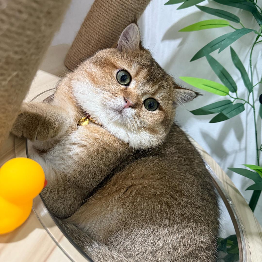 小元宝宝🐱
