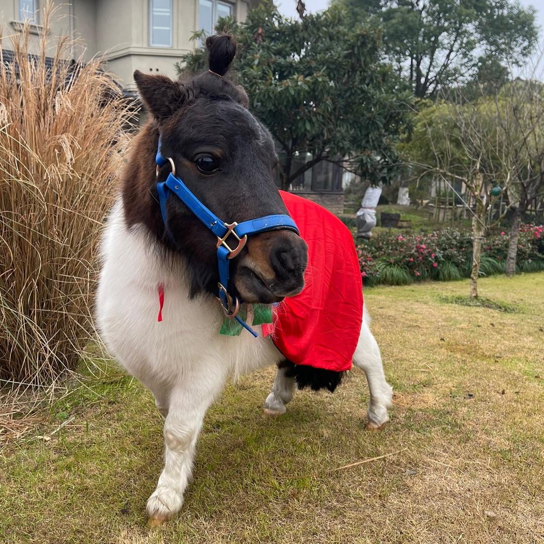 胡萝卜爱吃胡萝卜🐴🥕