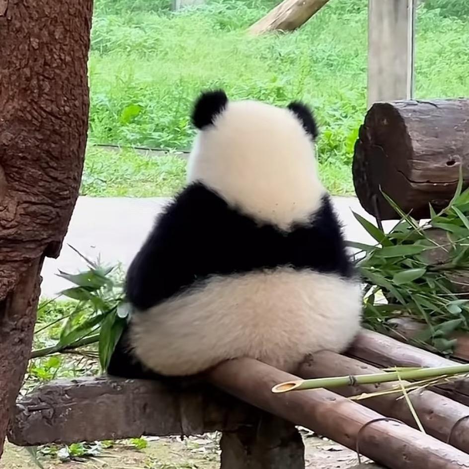 小树爱看猫