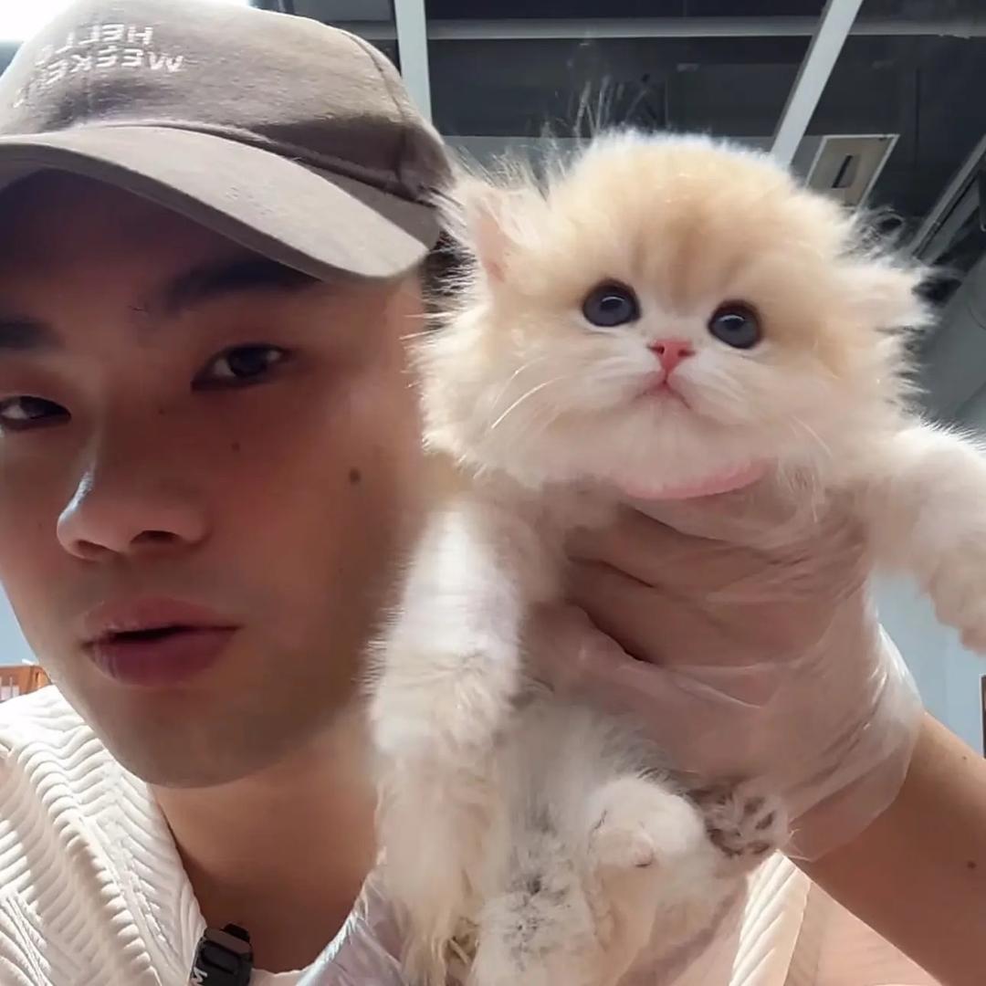 彪彪（壮实说猫）