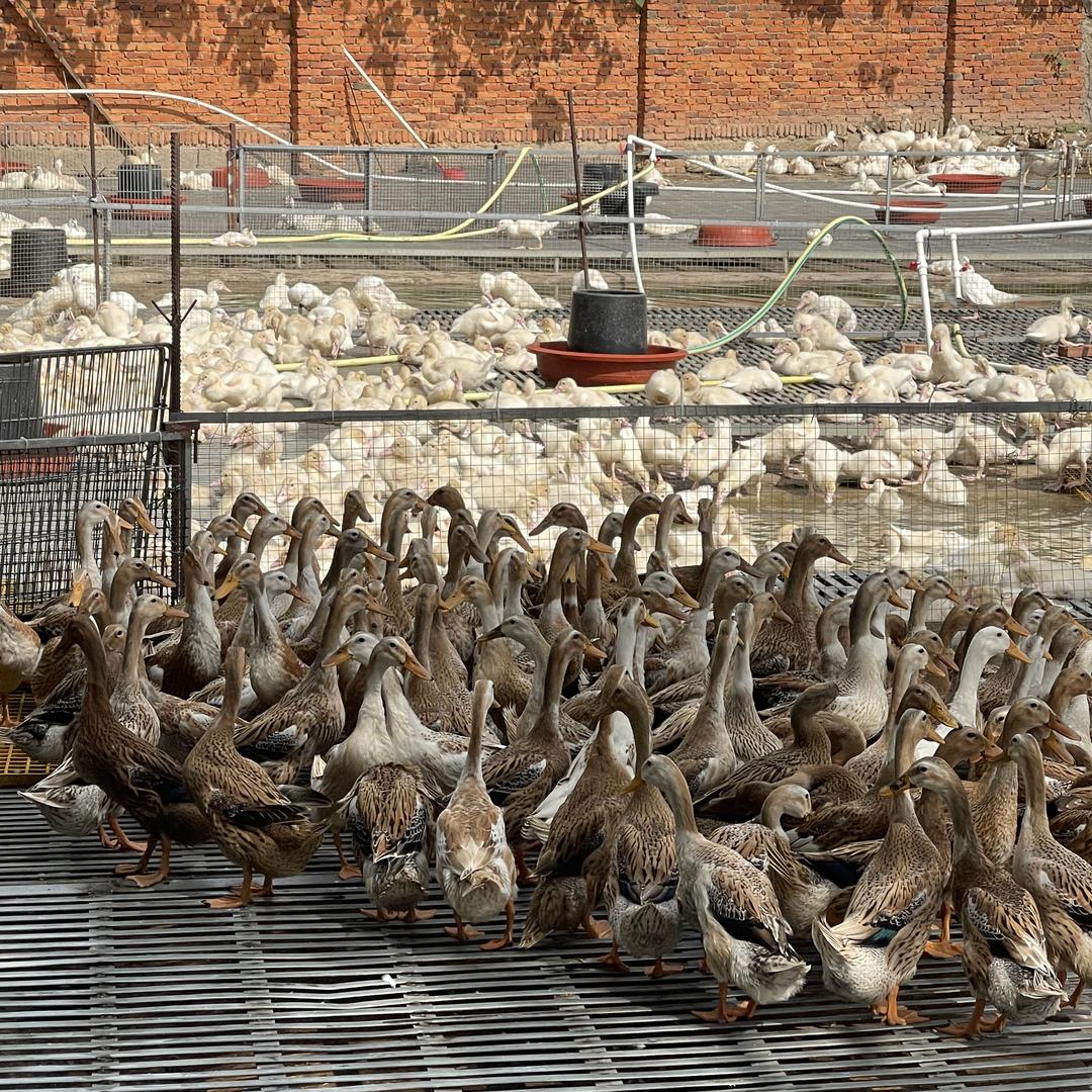 四季红家禽小铺