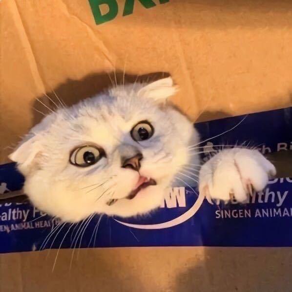 毛豆