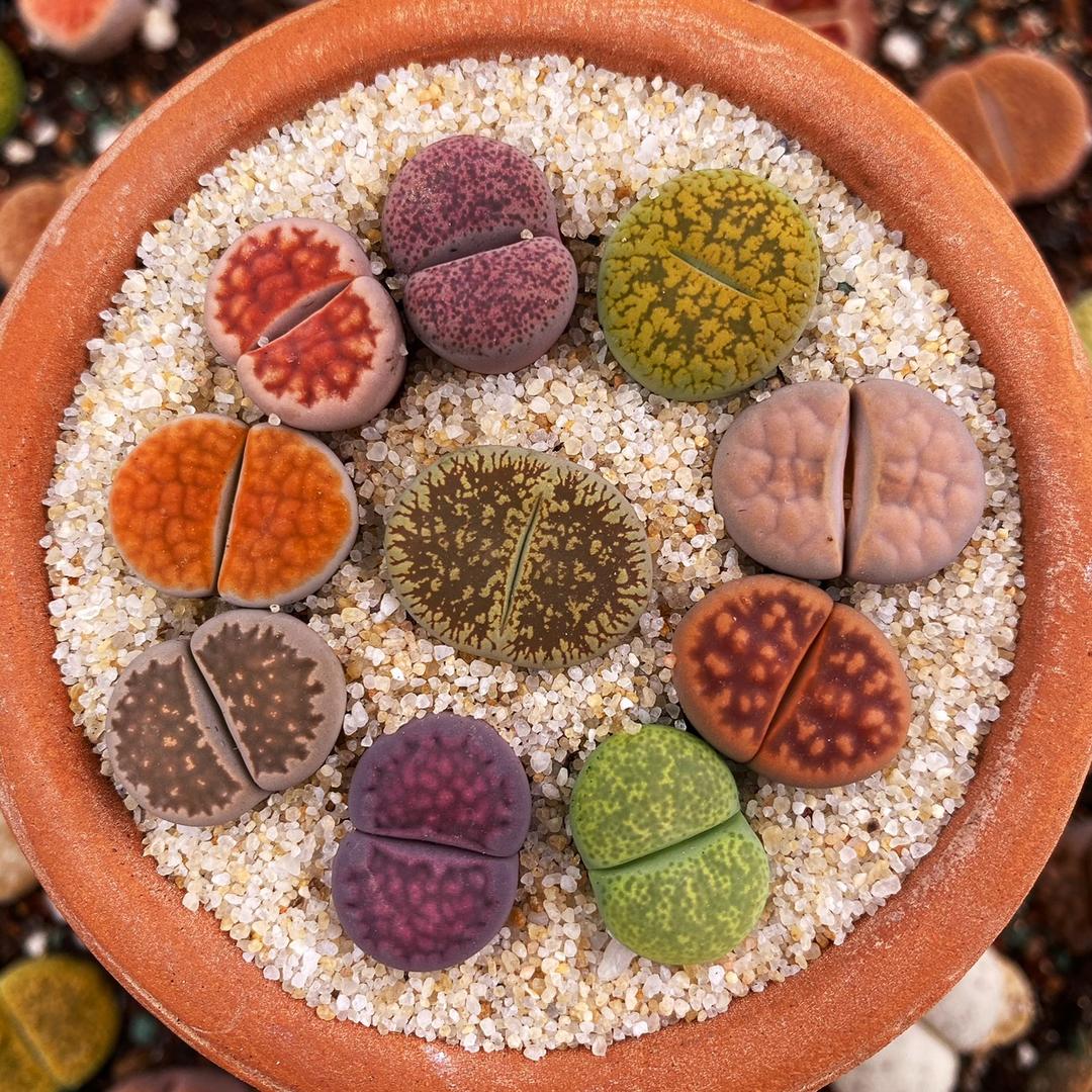 有间花室-生石花肉锥