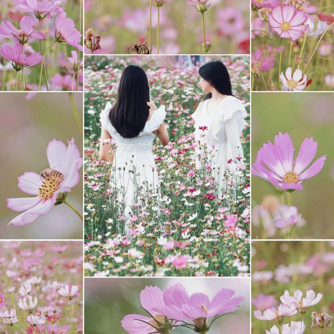 小盼盼花卉