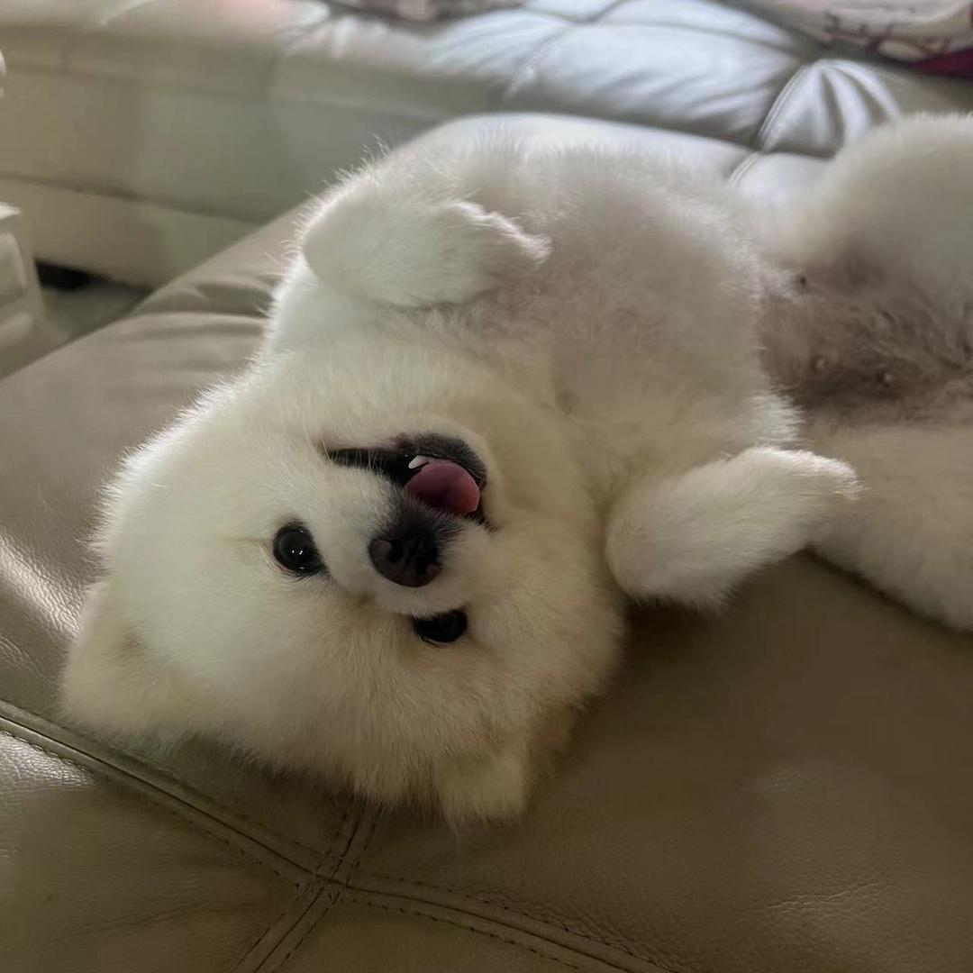 pudding的独生女日常