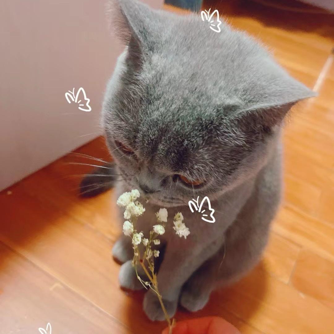 向猫猫星进发💥