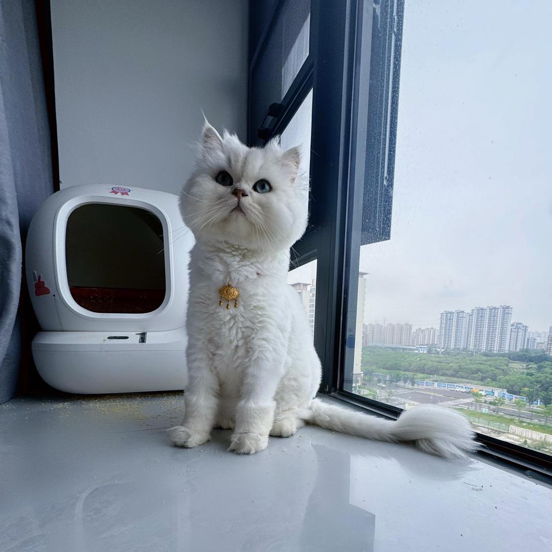暴哥是只猫