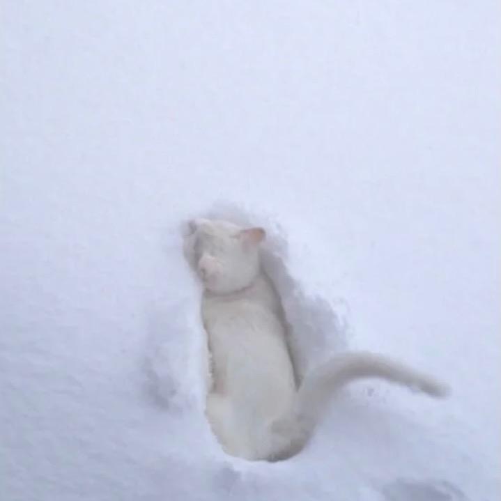 乌龙茶