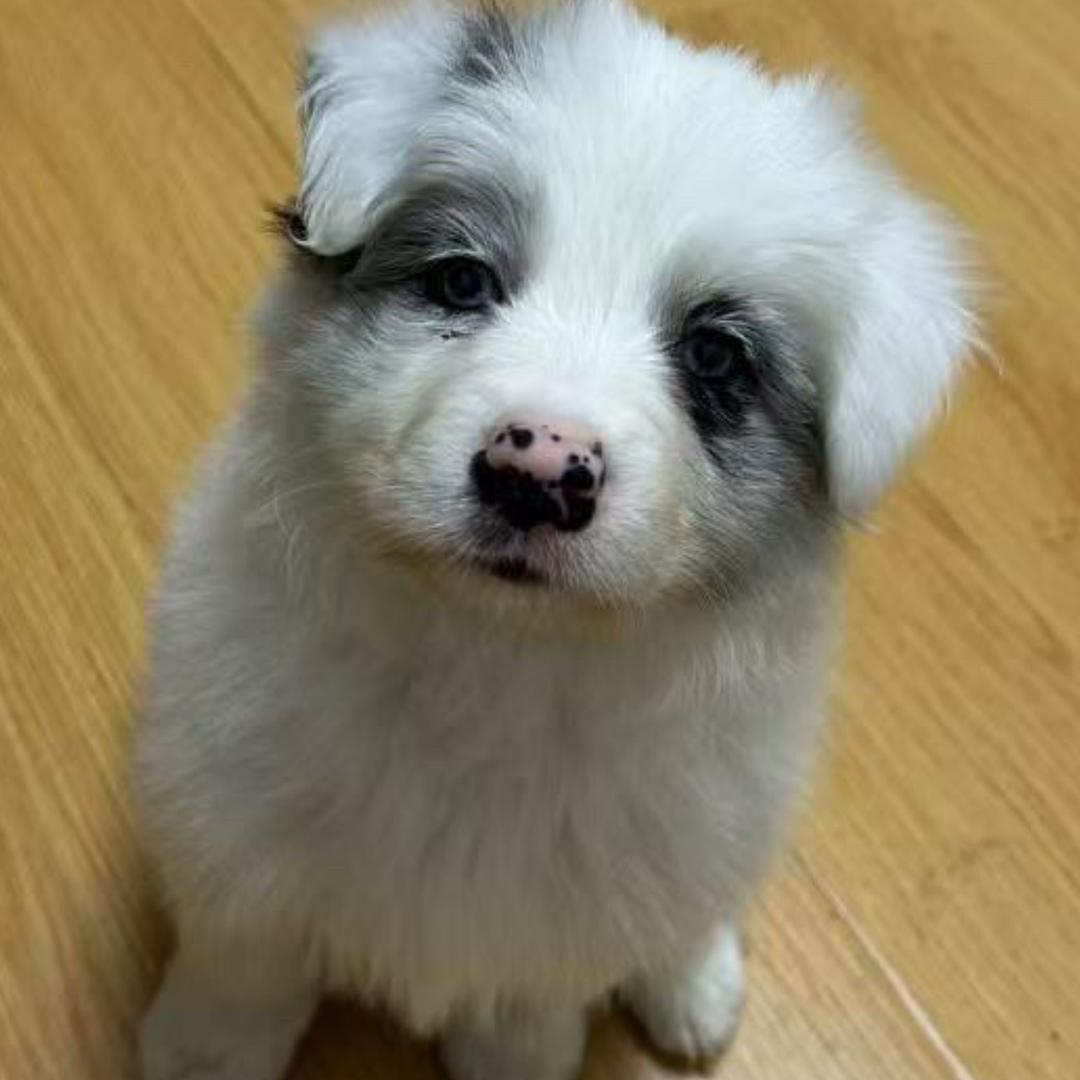 那就叫依依吧