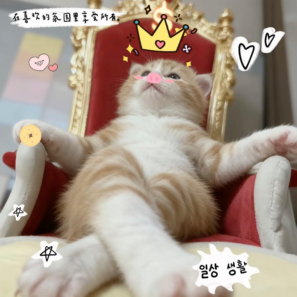 至尊喵