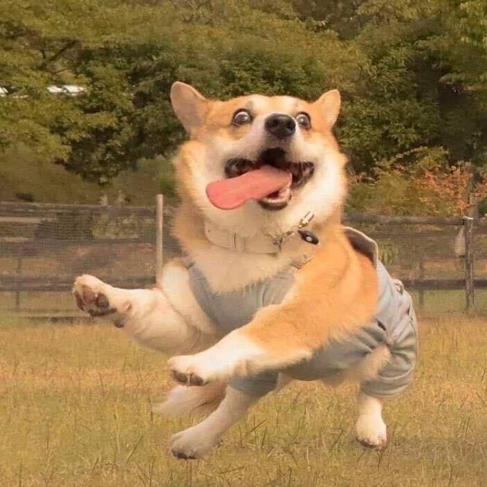 惊鸿。