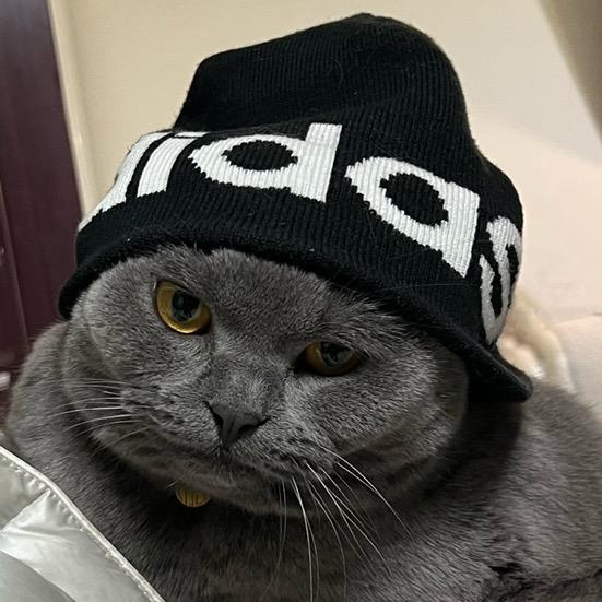🐱这只叫大头的猫
