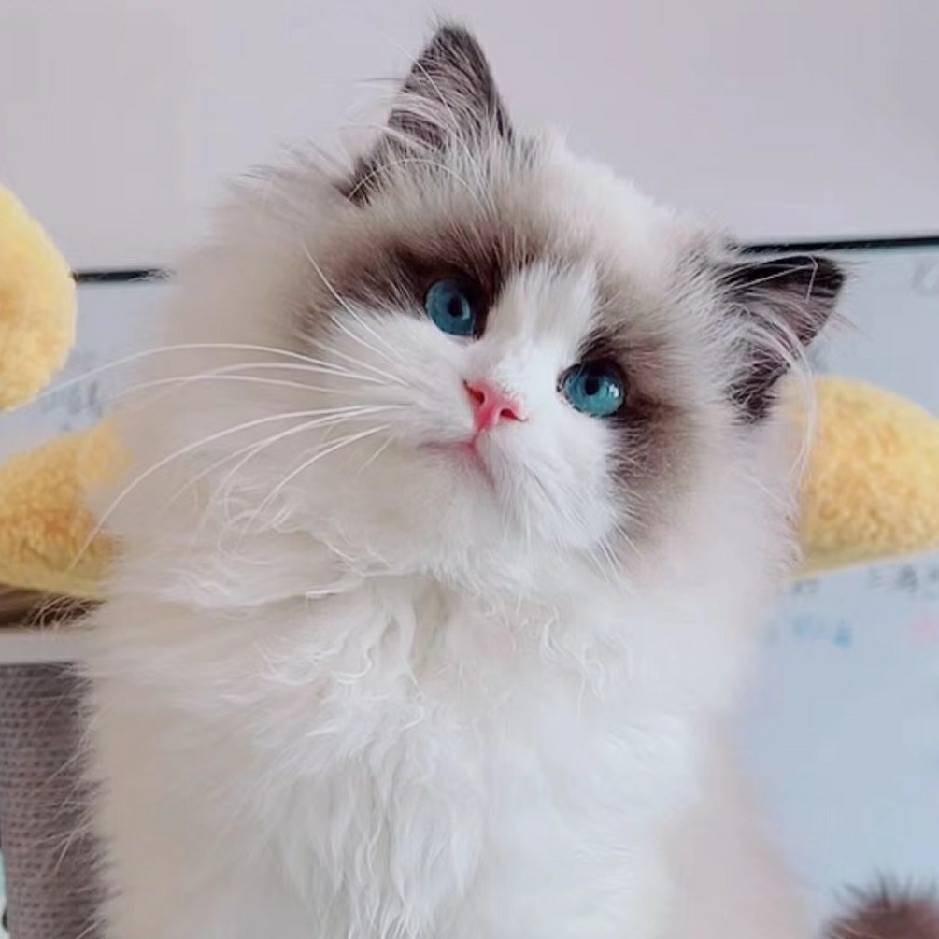 xiaobeisister