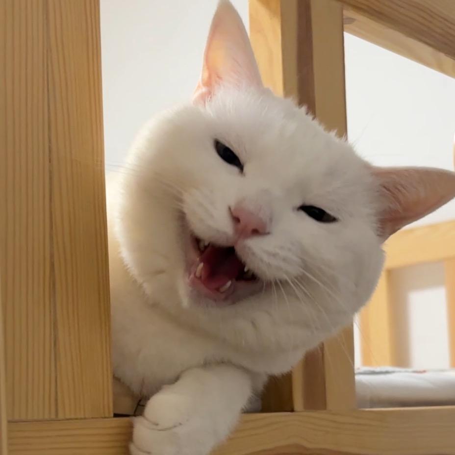 小白的朋友圈