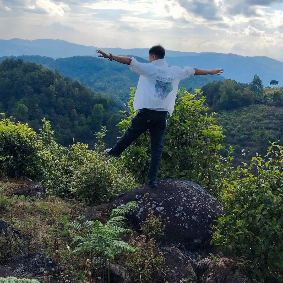 大朝山精选一品百年古树茶
