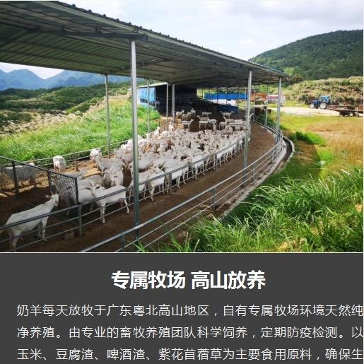 韶关高山小羊