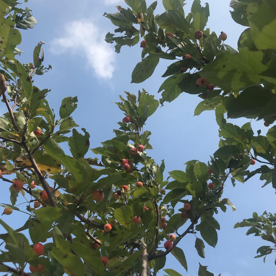 清风明月（闲雲野鹤遆静）🍁