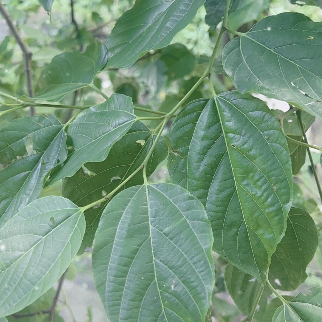 不屑@
