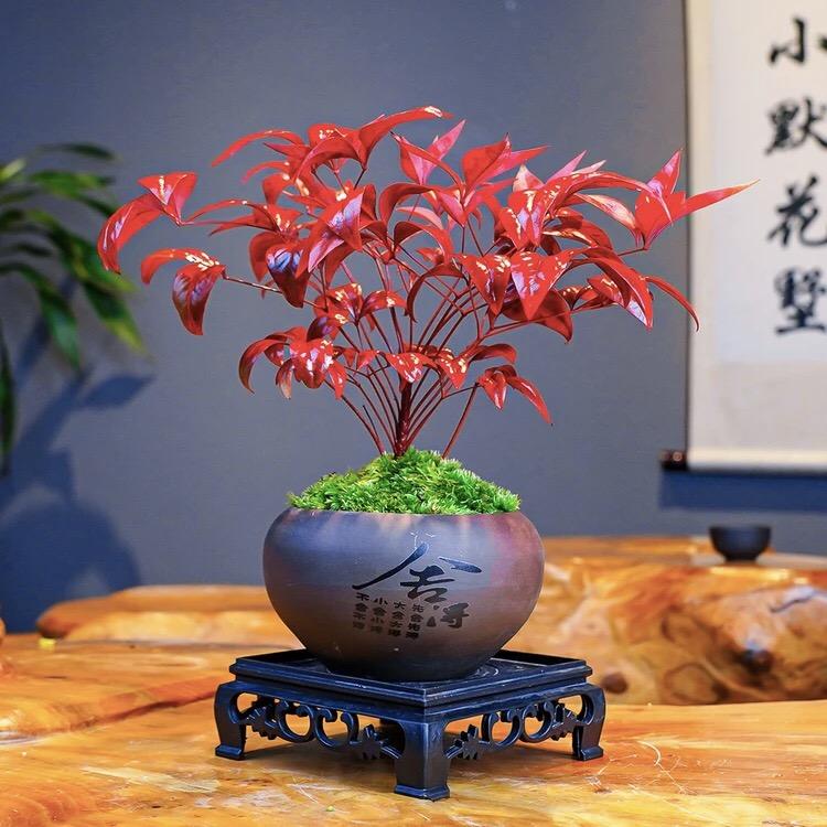 春屿花卉店