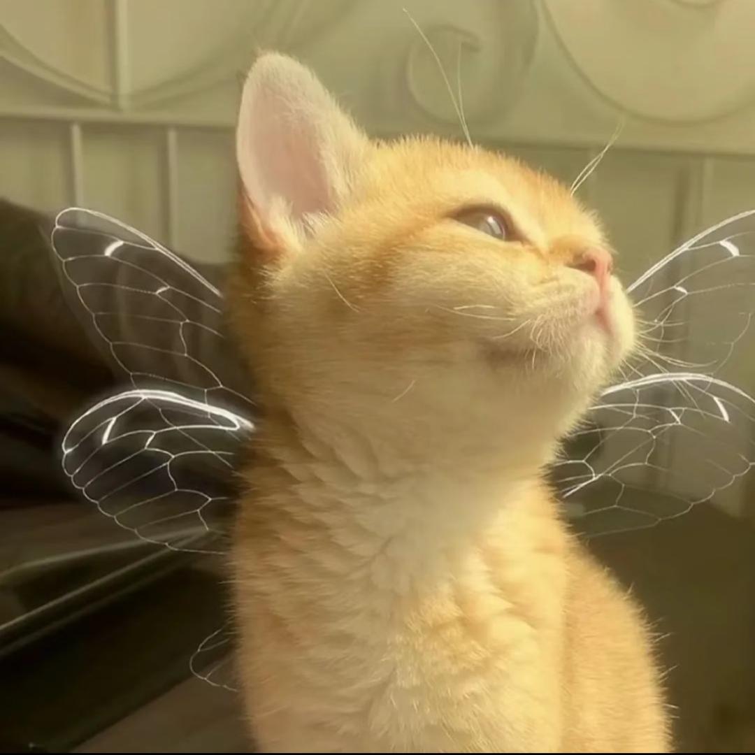 🐷🐷     🍦💎