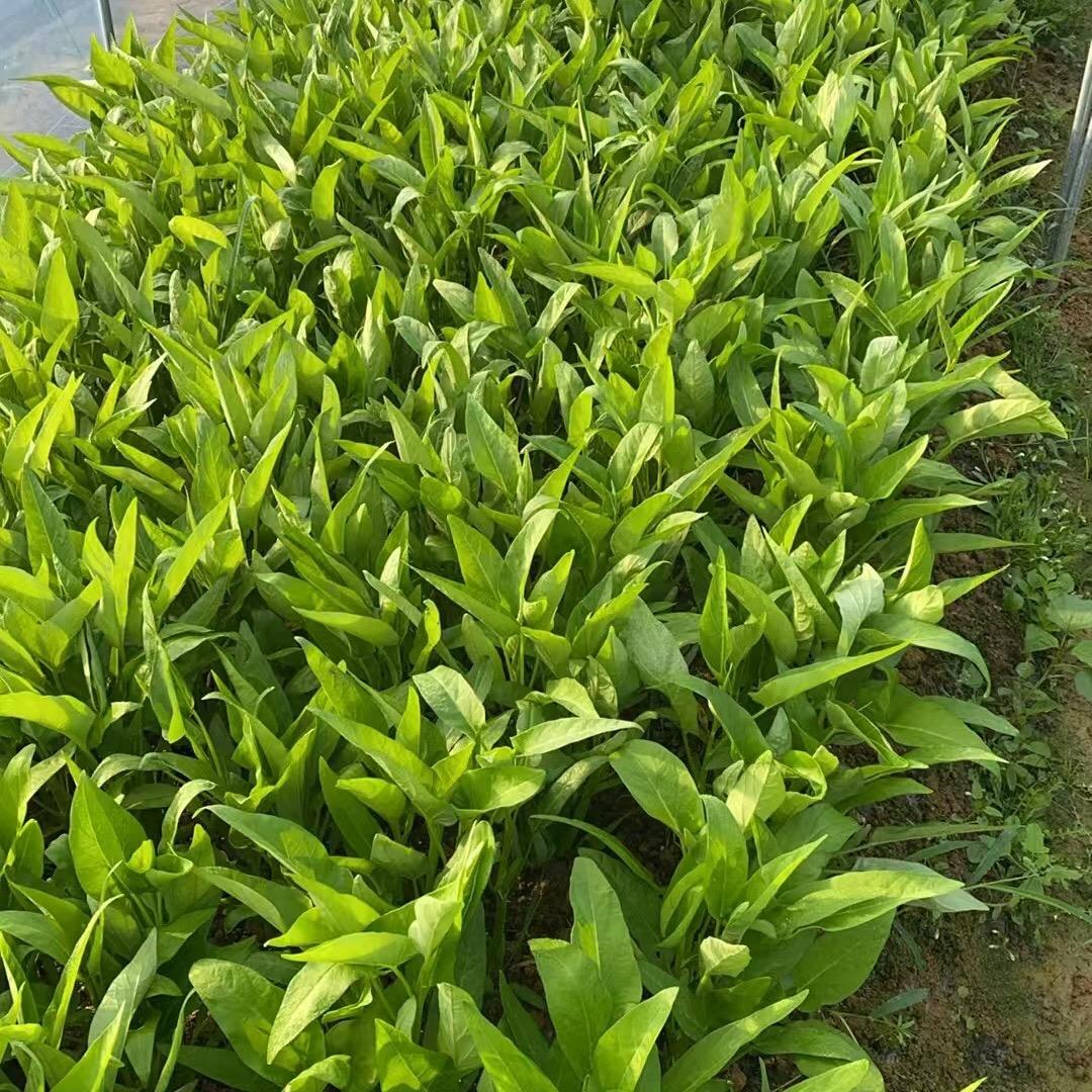 农家小菜