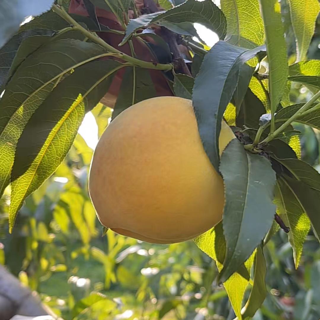 东东优品之家