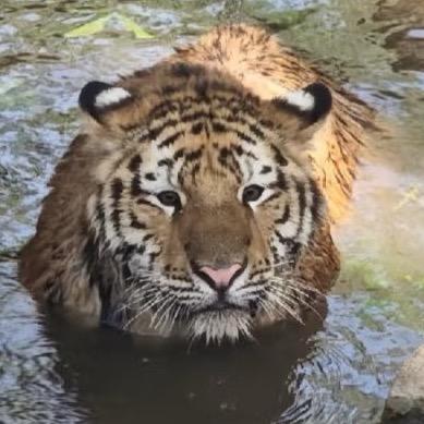 桃毛毛