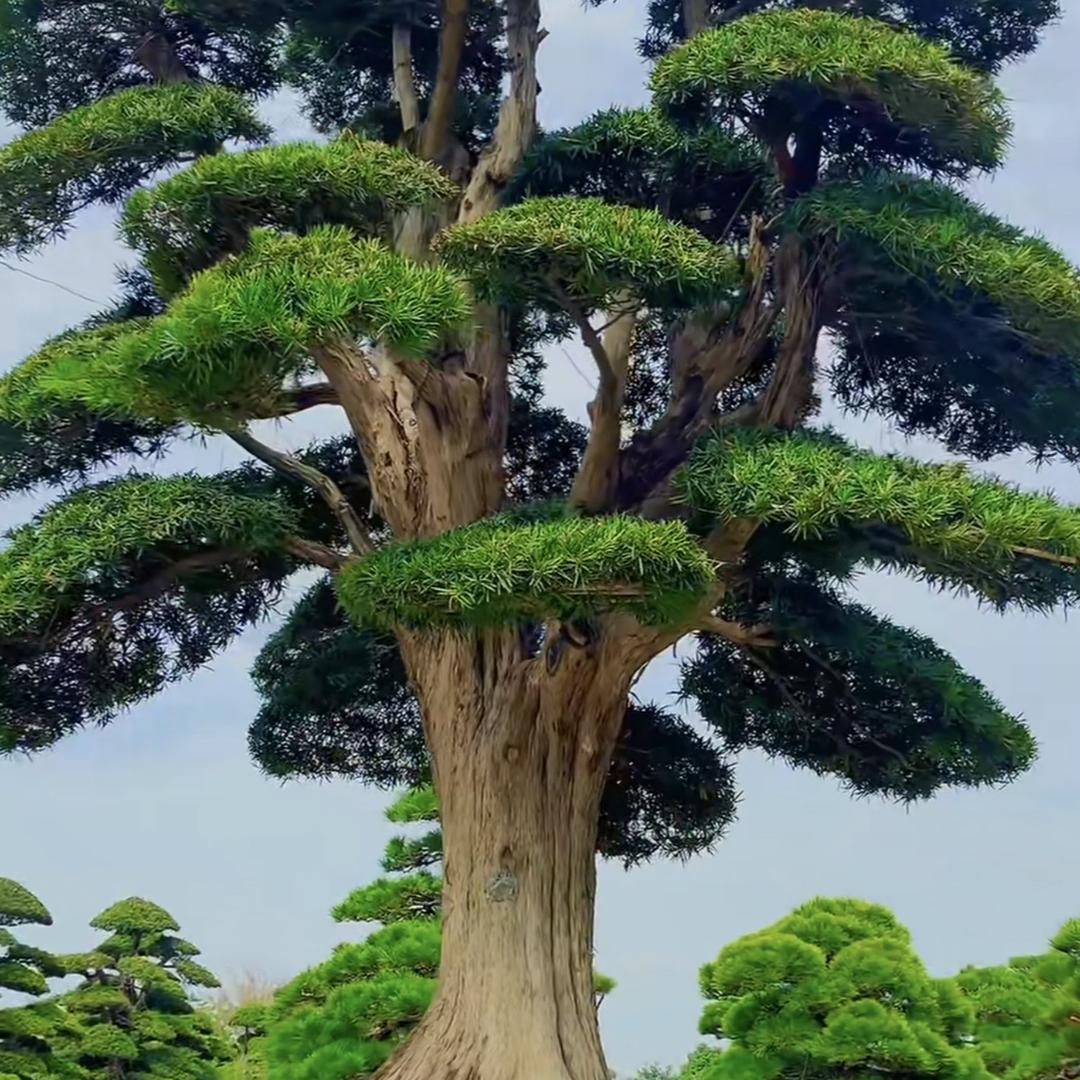 茂松罗汉松