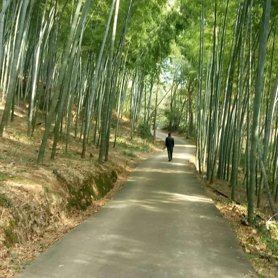 苦旅孤鸿
