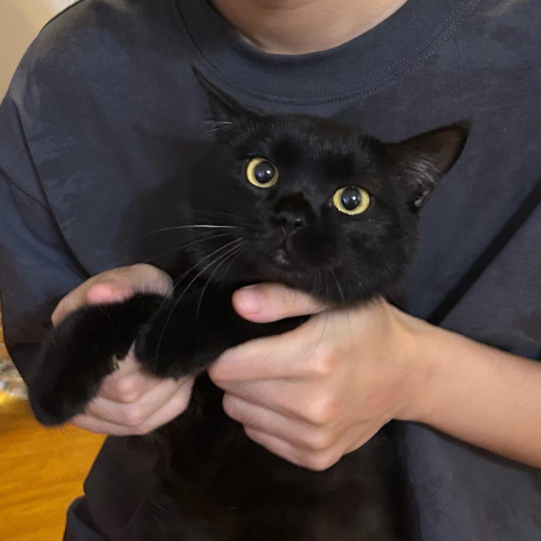 狡猾的乡村蘑菇