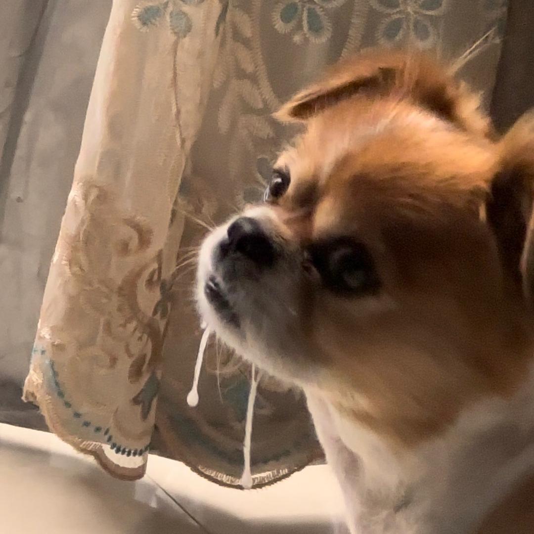 Octscoovo