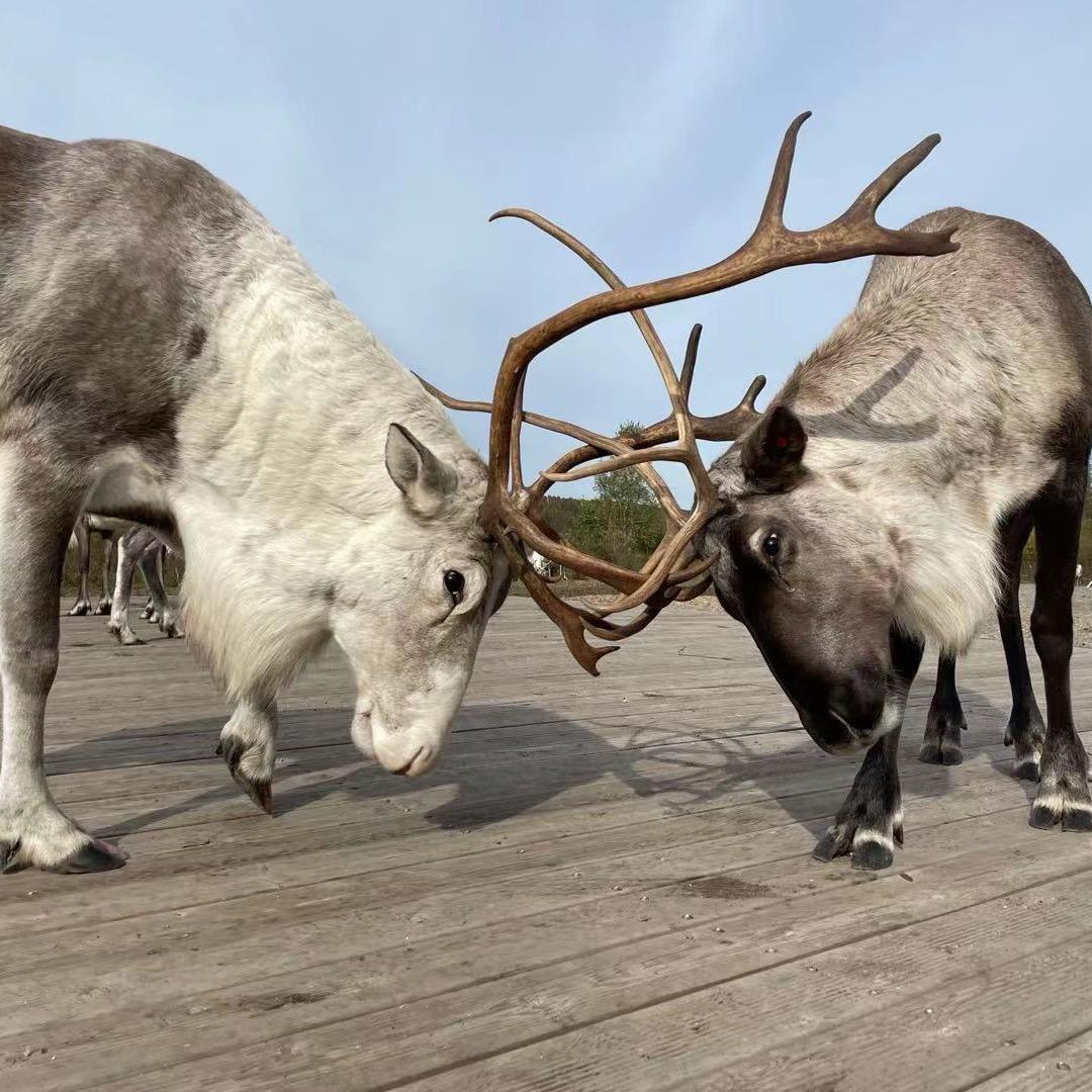 摇着月亮船在银河上远航