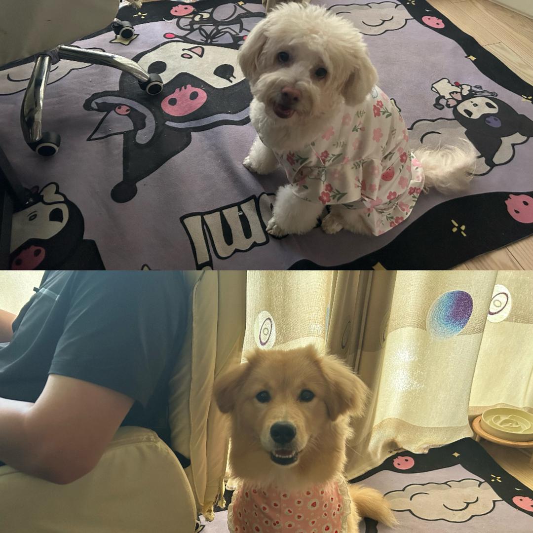 雪球儿🐶