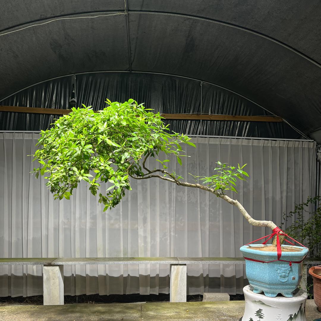 LIN辉煌  海岛春花  栀子花