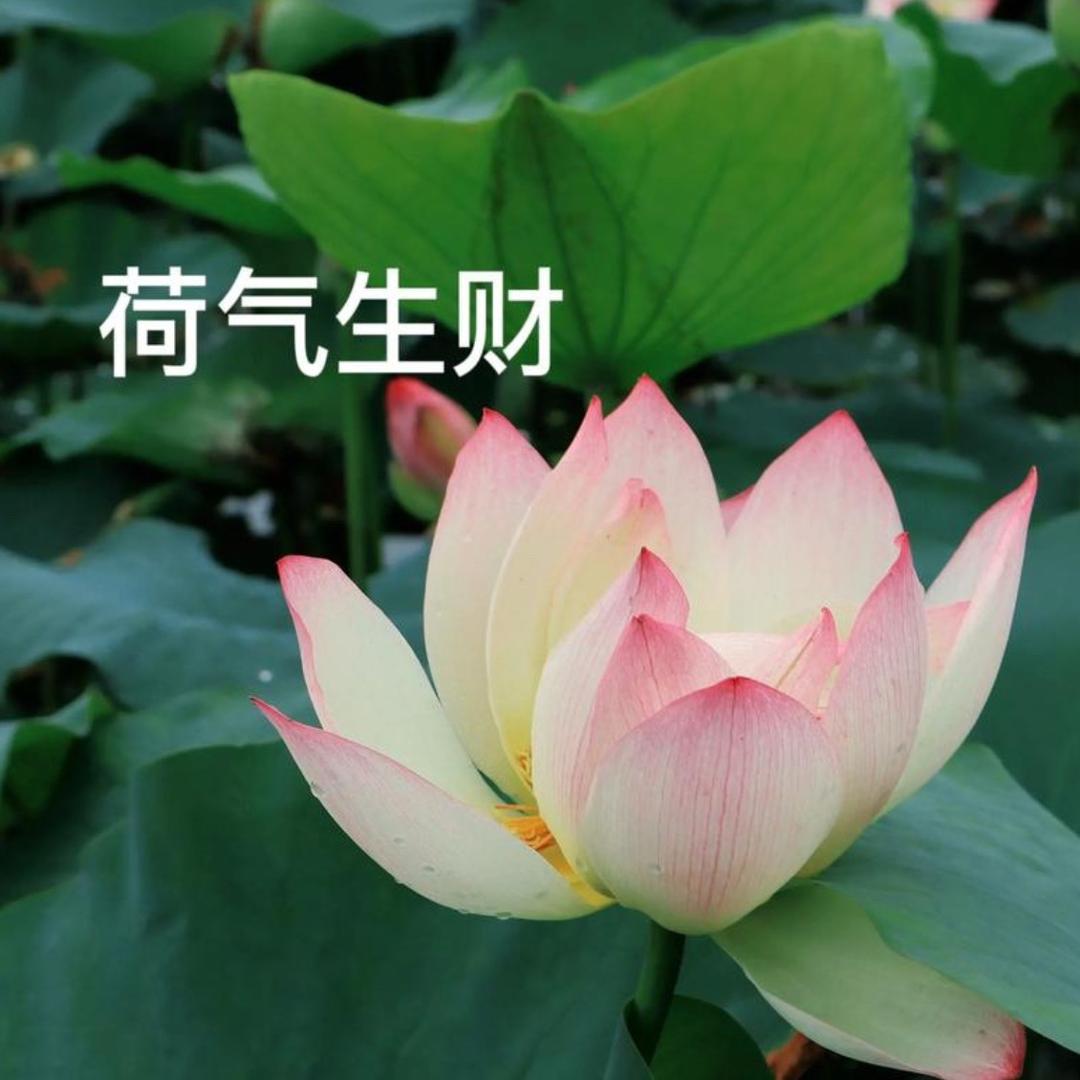 东莞市名川传媒有限公司