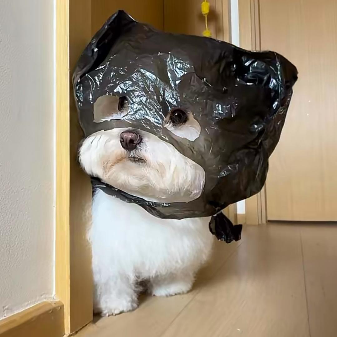 胖总大本营
