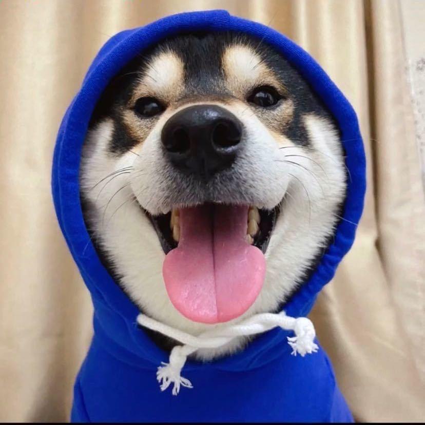 阿狗冲冲冲
