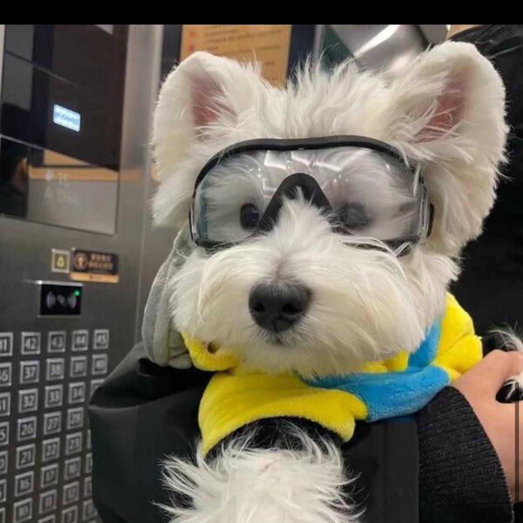 喜洋洋便利店(西交路店)小白萌宠屋