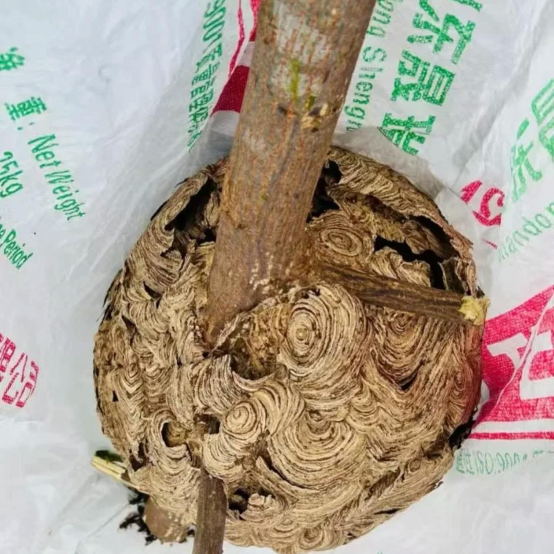 老谢优质土特产