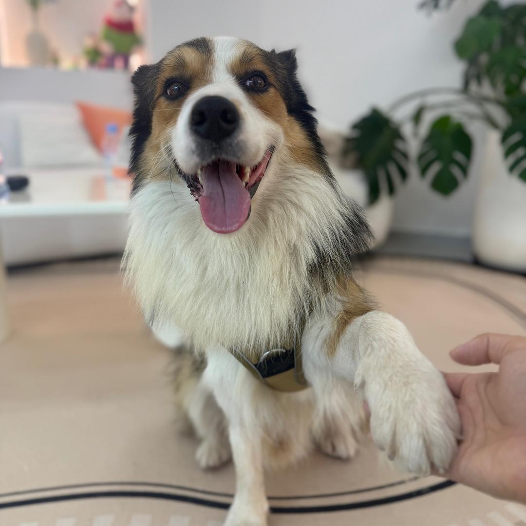 毛毛的日常（边牧）