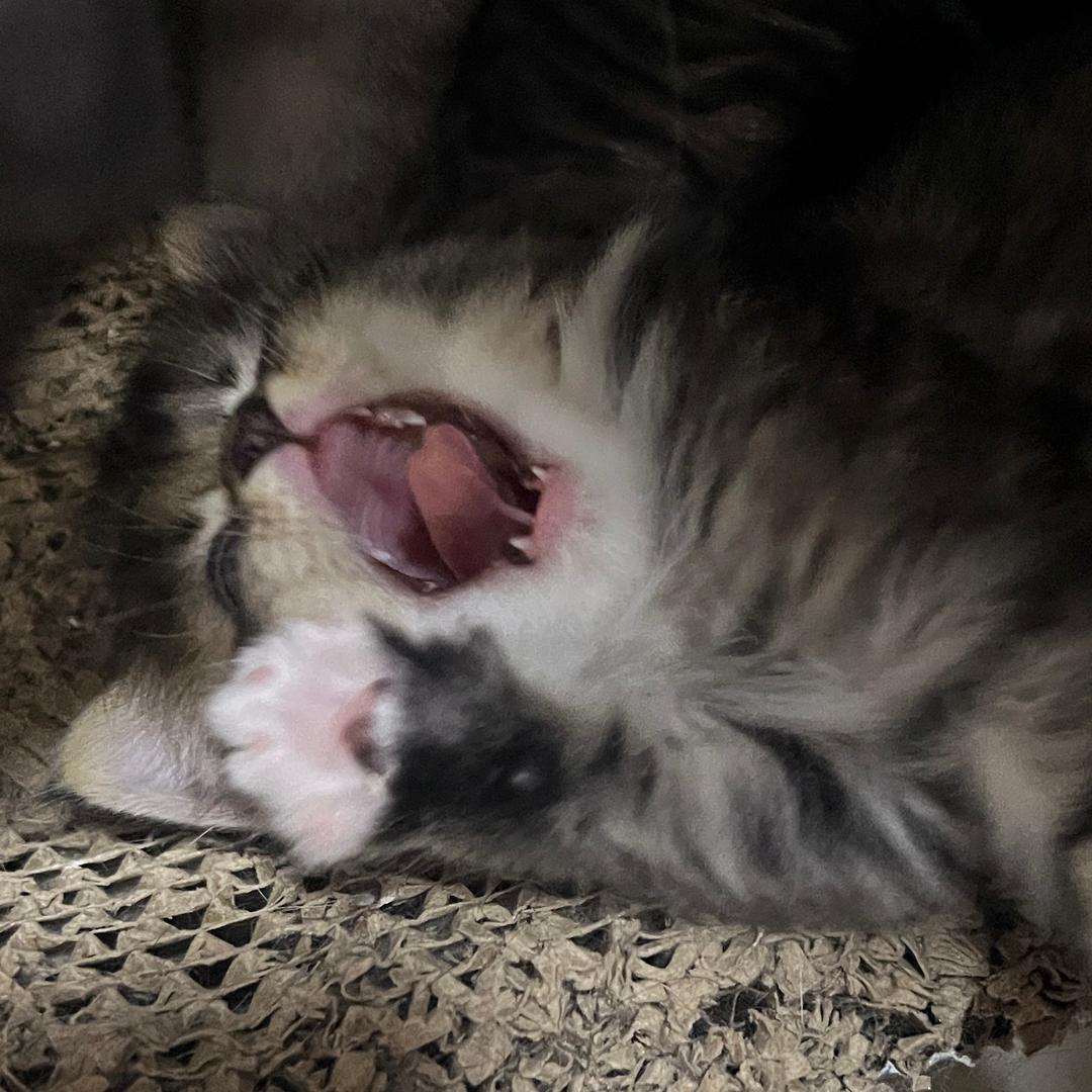 小企鹅圆圆滚滚