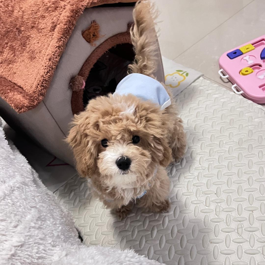 露比是只泰迪熊🧸