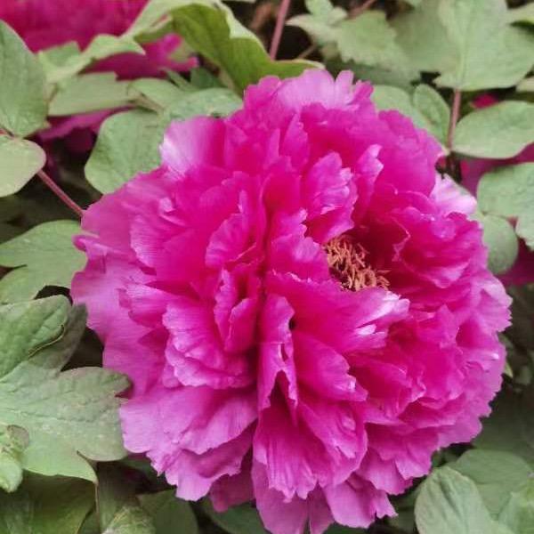 苹果树1