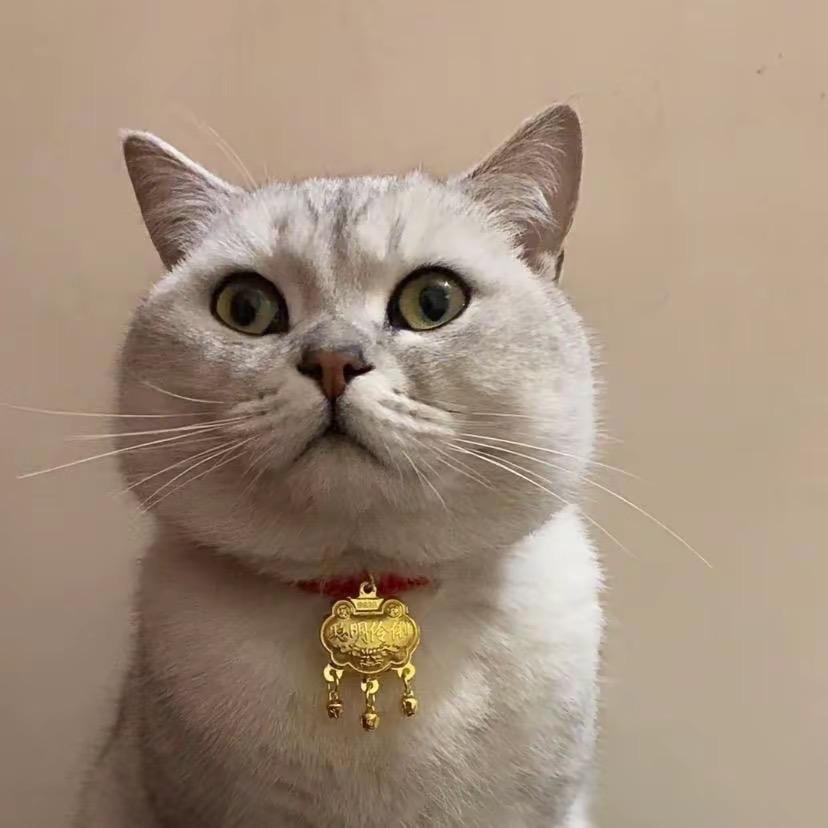 @偶遇一只猫