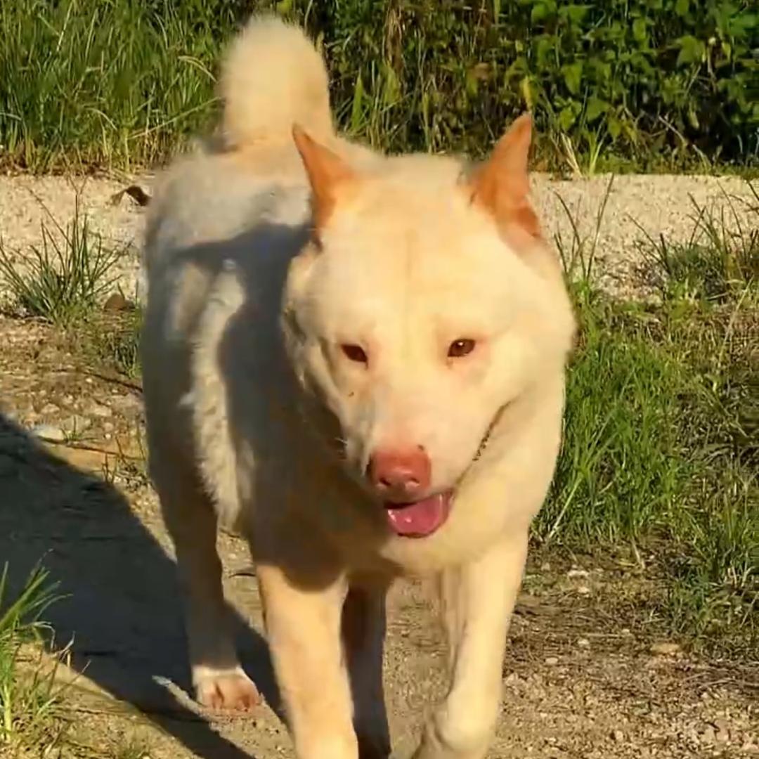 小叶田园犬